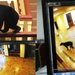 Ceroboh Kawasan Hotel, Beruang Kelaparan Dikhuatiri Mengganas