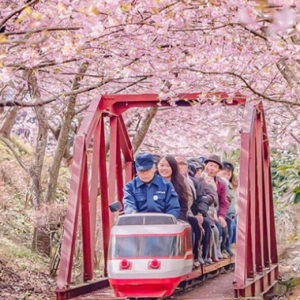 Musim Bunga Datang Awal Di Kawazu, Jatuh Cinta Dengan Keindahan Bunga Sakura