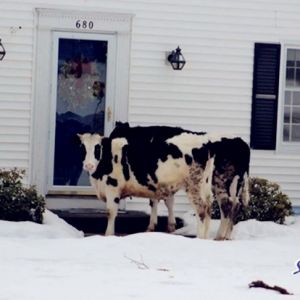 Polis 'Terhibur' Dengan Insiden Lembu Terlepas Dari Kandang Di Suffield, AS?