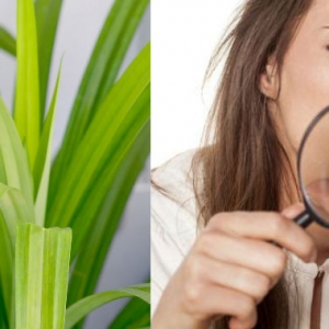 Bukan Untuk Masakan Saja, Daun Pandan Juga Boleh Jadi Masker?