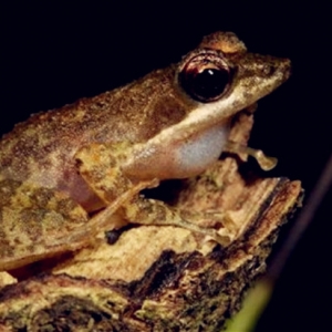 Elak Katak Digelek Ketika Musim Mengawan, Jalan Raya Ditutup