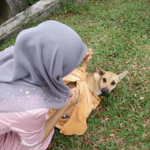 Gadis Melayu Selamatkan Anjing Dilanggar Kereta, Buat Netizen Terharu