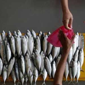 Peniaga Laksa Dan Laksam Mengeluh, Harga Ikan Kembung 'Cekik Darah'