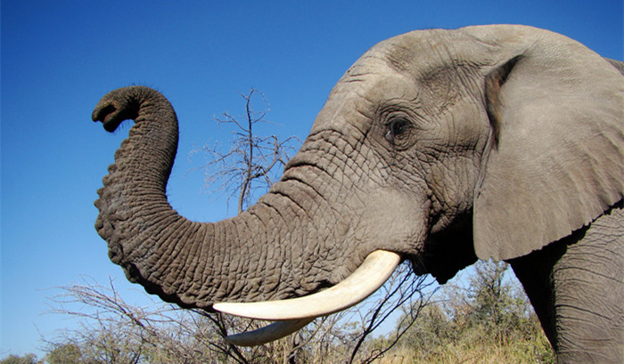 Download 460 Koleksi Gambar Gajah Mengamuk Paling Bagus Gratis HD