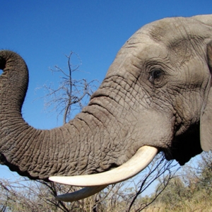 Lelaki Maut Dilibas Belalai Gajah Yang Tiba-tiba Mengamuk