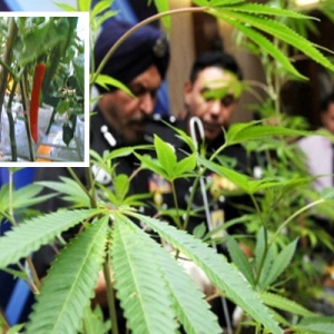 Pokok Ganja Ditanam Bersama Pokok Cili, Taktik Terbaru Ini Berjaya Dikesan