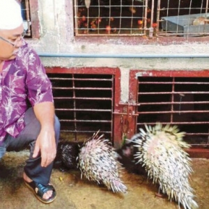 Penternak Lembu Alih Arah Ternak Landak