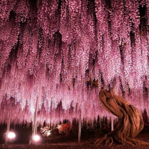 Bagai Berada Di Alam Fantasi, Festival Wisteria Di Jepun Sungguh Memukau!