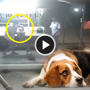 Pukul Anjing Dengan Helmet Bertalu-talu, Lelaki Warga Singapura Mohon Maaf