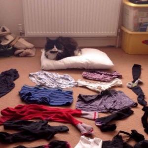Reginald, Si Kucing Pencuri Pakaian Dalam Bersiri