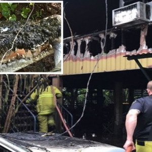 Buaya Peliharaan Ditemui Hidup Dalam Kebakaran Rumah Di Darwin