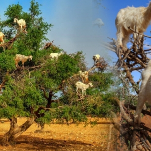 Pemandangan Yang Melucukan, Jom Tengok Kambing Panjat Pokok Di Maghribi