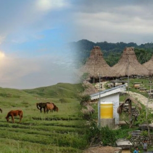 Dapat Tengok Kuda Jadi 'Pak Supir' Di Nusa Tenggara Timur, Hebat Tak?