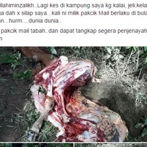 Tak Takut Dosa Ke? Buat Kerja Terkutuk, Lapah Lembu Orang Ikut Suka Hati!