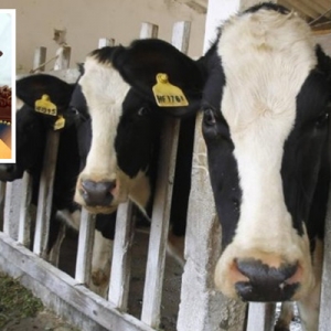 Daging Lembu, Kerbau Di Pasaran Selamat Dimakan- Tajuddin