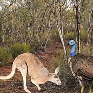 Ayam Belanda Gergasi Boleh Terbang Pernah Wujud Di Australia