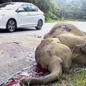 Anak Gajah Dibiarkan Maut Berlumuran Darah Di Bahu Jalan