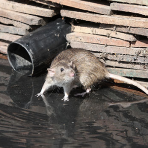 Halau Tikus, Lipas Dari Dapur Pada Raya Ini Semudah ABC