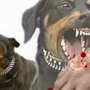 Pernah Digigit, 3 Kanak-Kanak Dijangkiti Penyakit Anjing Gila