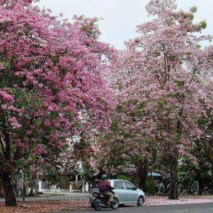 Tak Payah Belanja Mahal Ke Jepun, Parit Buntar Pun Dah Ada Bunga Sakura