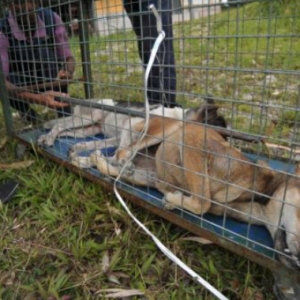 Wabak Anjing Gila 'Mengganas',  Mangsa Kelima Maut Di Sarawak