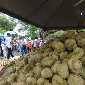 Pengunjung 'Kendurian' Hampa Durian Tak Masak