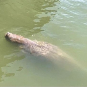 Dugong Ditemui Di Kampung Laut Sim-Sim, Dipercayai Sesat