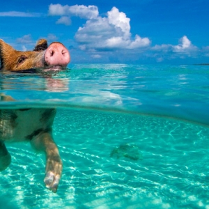 Ratusan Babi Berenang Di Pig Island, Antara Keunikan Pulau Di Bahamas