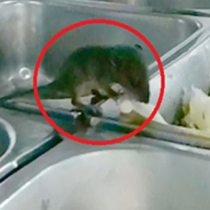 Kantin HTAR Klang Diarah Tutup 15 Hari Kerana 'Kunjungan' Tikus