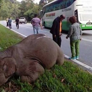 Lagi Insiden Gajah Maut Dilanggar Di Lebuhraya Timur Barat