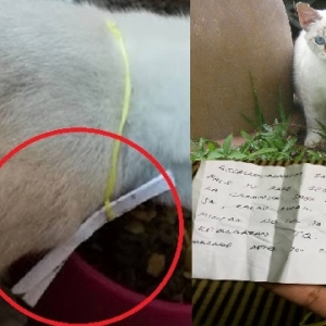 Nak Mengorat Jiran Tapi Malu, Lelaki Guna Kucing Untuk "Minta" Nombor Telefon Awek