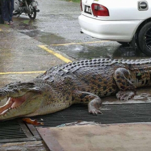 Kecoh! Buaya Gergasi Ditemui Merayau Di Tengah Bandar Limbang