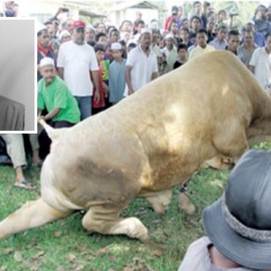 Warga Emas Maut Dipijak Lembu Ketika Menjalani Ibadah Korban