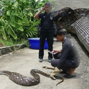 Tuan Sedih, Paksa Ular Muntahkan Kucing Peliharaannya