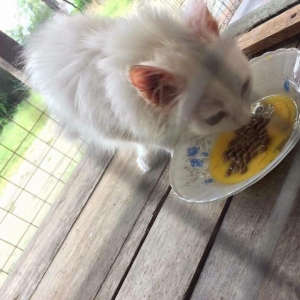 Masalah Bulu Kucing Gugur Satu Rumah? Berilah Kucing Makan Kuning Telur!