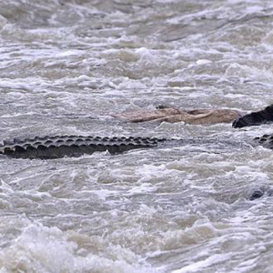 Buaya Di Sungai Klang Sebab LDP Sesak