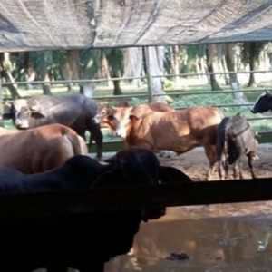 Warga Emas 62 Tahun Tinggal Di Kandang Lembu Akibat Kesempitan Hidup