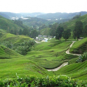 Nyamannya! Ini 4 Tips Melancong Ke Cameron Highlands