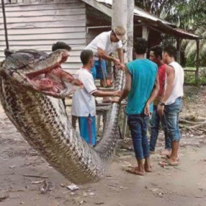 Berang Tangan Digigit, Lelaki Goreng Ular Sawa Beramai-Ramai