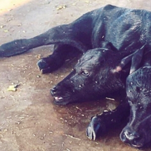 Ajaib! Anak Lembu Dilahirkan Berkepala Dua Kini Masih Hidup