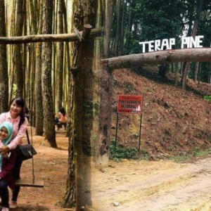 Serius Cantik Macam Di Luar Negara, Terap Pine Forest Kedah Jadi Lokasi Bergambar Terbaru