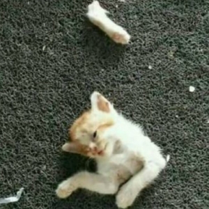 Pemilik Terkejut, Anak Kucing Dibunuh Dan Dikerat-Kerat