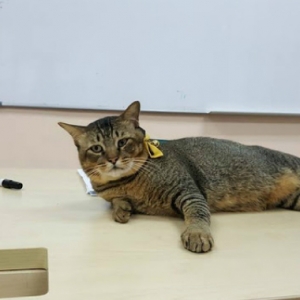 Rajin Sangat Pergi Kuliah, Labun Si Kucing Dah Diberi Kad Matrik Sendiri