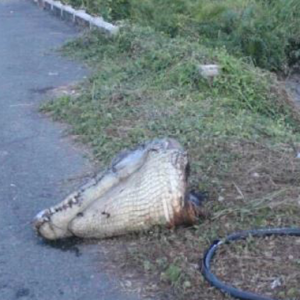 Kepala Buaya Tergolek Tepi Jalan