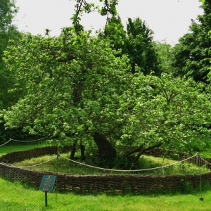 Jom! Di Sinilah Pohon Epal Yang Buat Isaac Newton Temui Teori Graviti