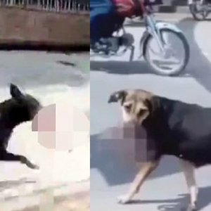 Ngeri! Anjing Koyak Badan Bayi, Bagi Makan Anak-Anaknya