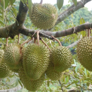 Suka Makan Durian? Rugi Tak Tahu Ni...