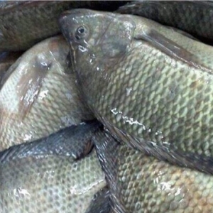 Tular Ikan Tilapia Di Malaysia Tak Selamat Dimakan, Palsu!