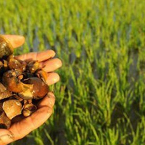 Daging Mahal, Jadi Jom Makan Keong Sawah! Ada Berani?