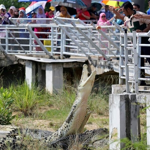 Comel-comel Tak Takut Pun! - Jom Lihat Buaya-Buaya Ganas Di Gudang, Johor